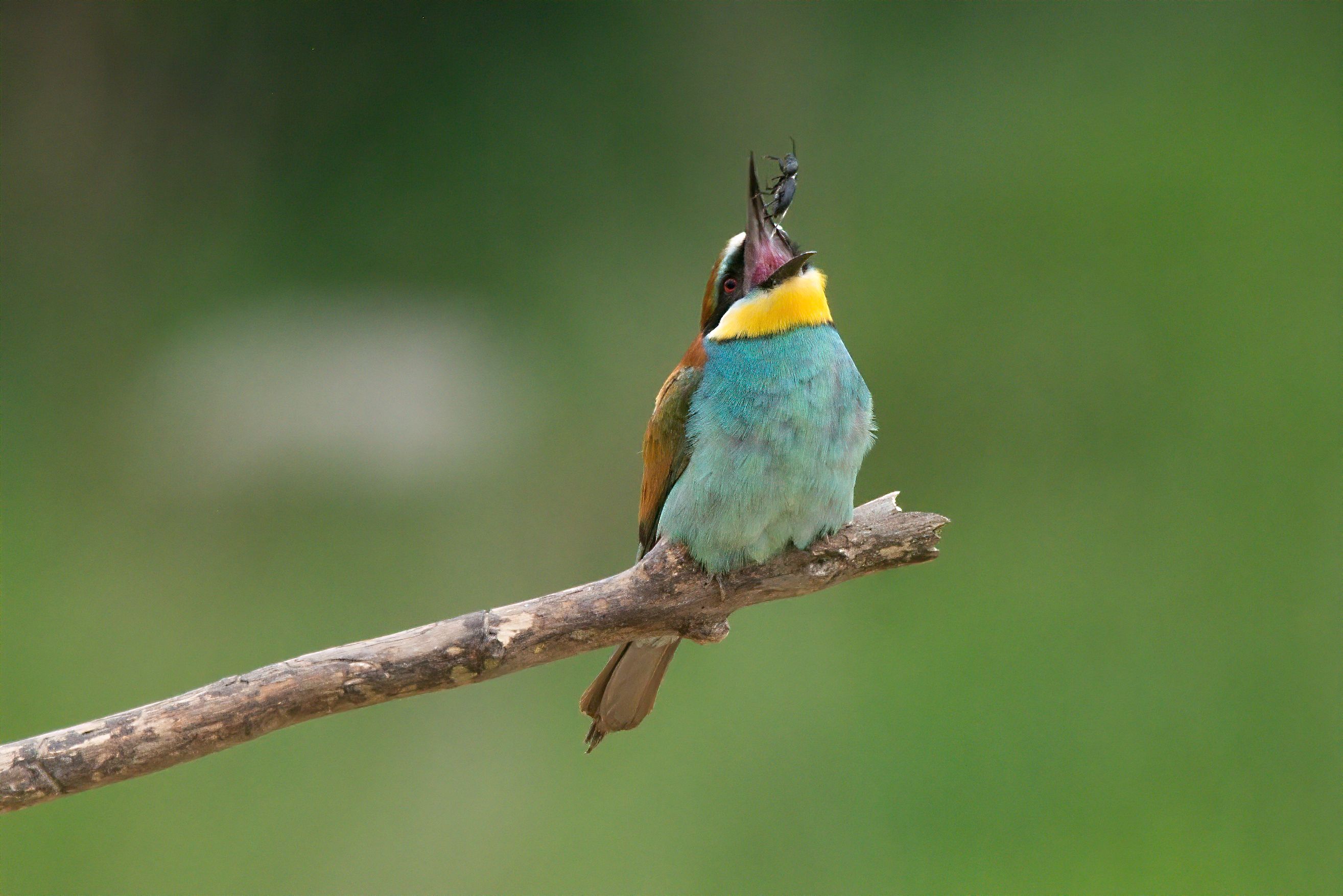 Vlha pestrá (Merops apiaster).16